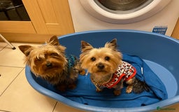 Yorkshire Terrier dogs for sale: ** Yorkshire Terrier Puppies  - Image 10