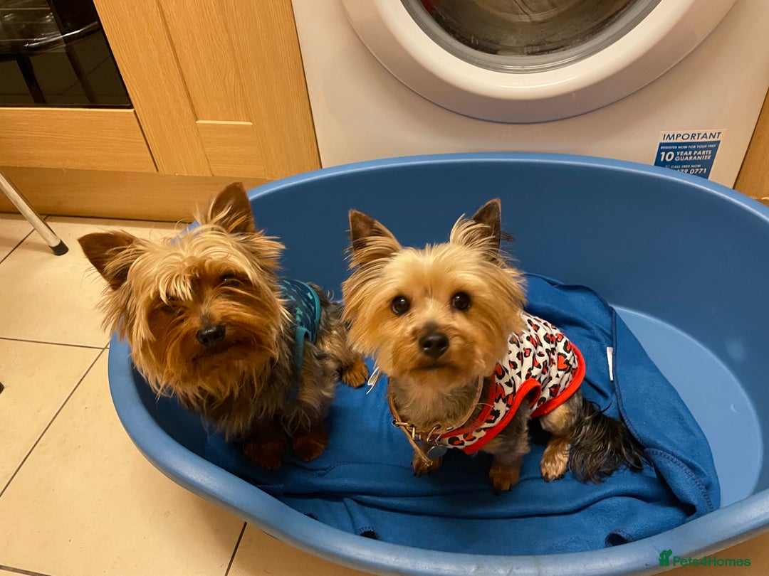 Yorkshire Terrier dogs for sale: ** Yorkshire Terrier Puppies  - Image 10