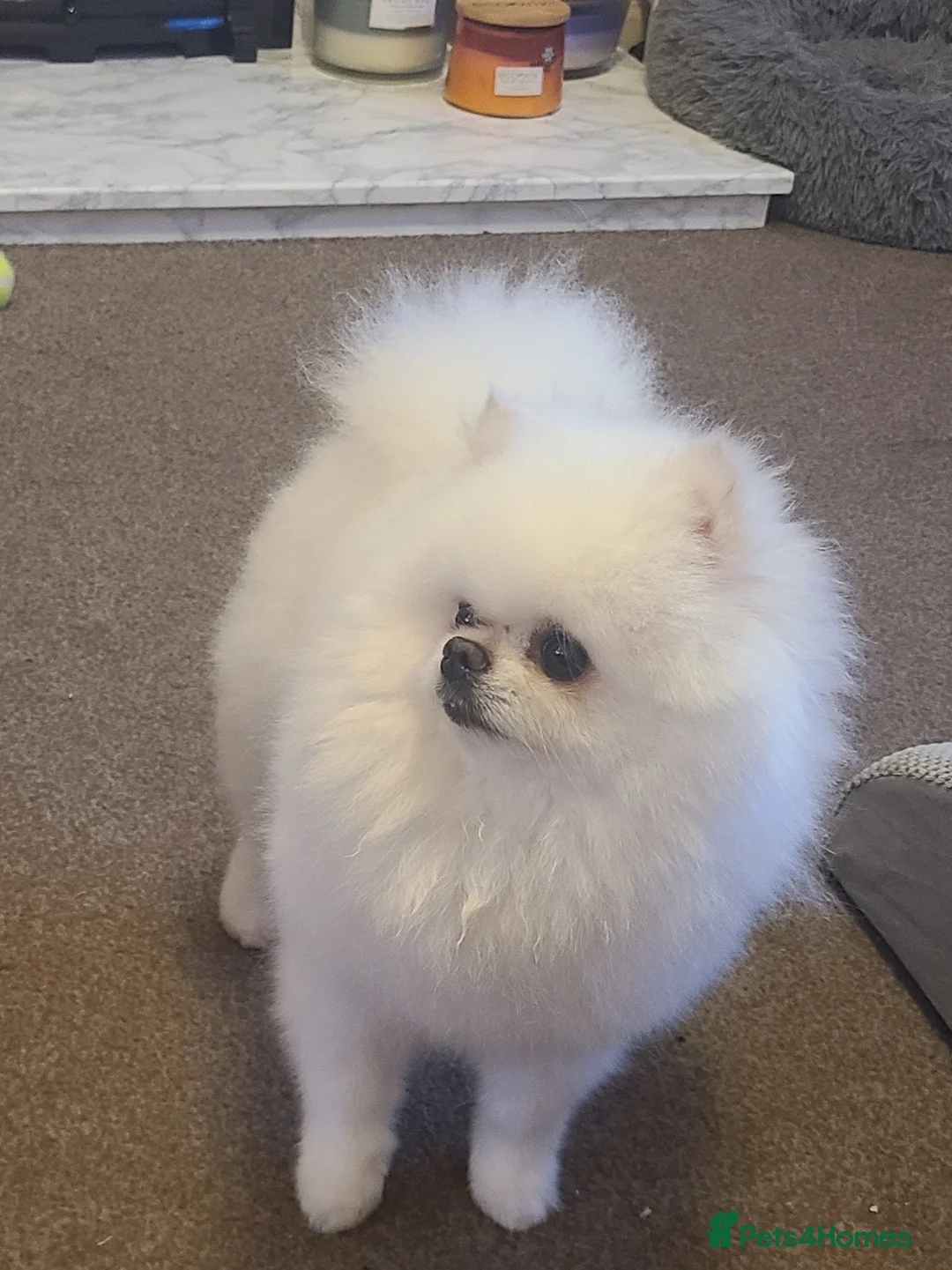 Pomeranian dogs for stud: White KC Registered pomeranian. *Stud duties only* - Advert 17