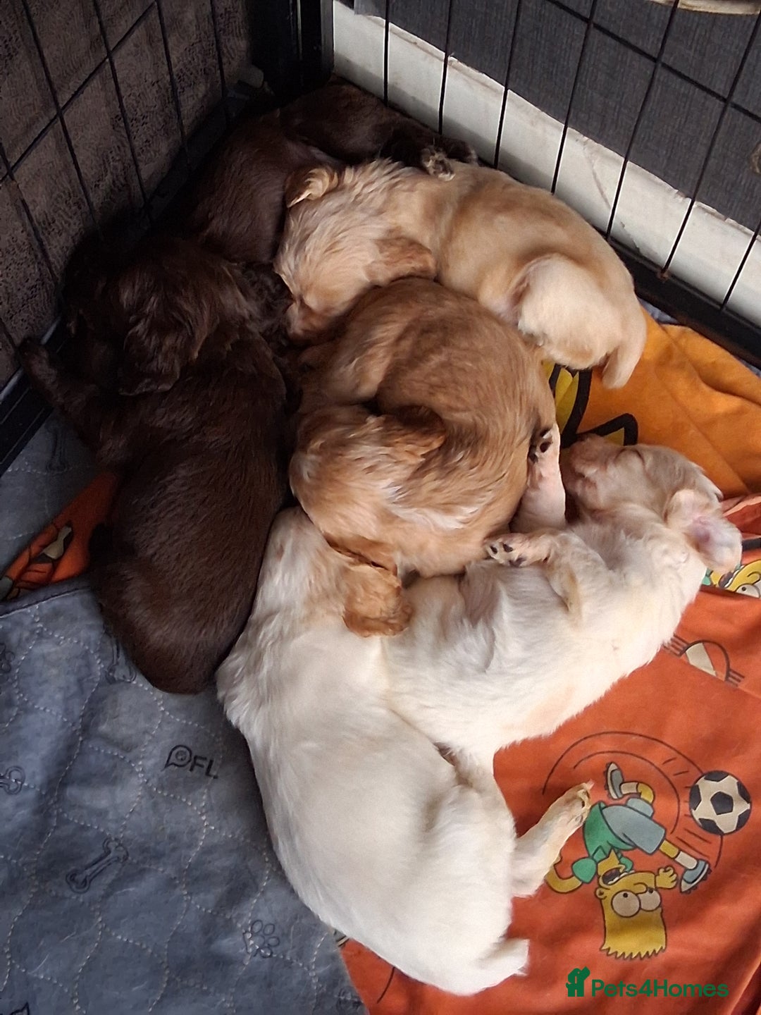 Cocker Spaniel dogs for sale: beautiful working cocker spaniels for sale - Advert 4