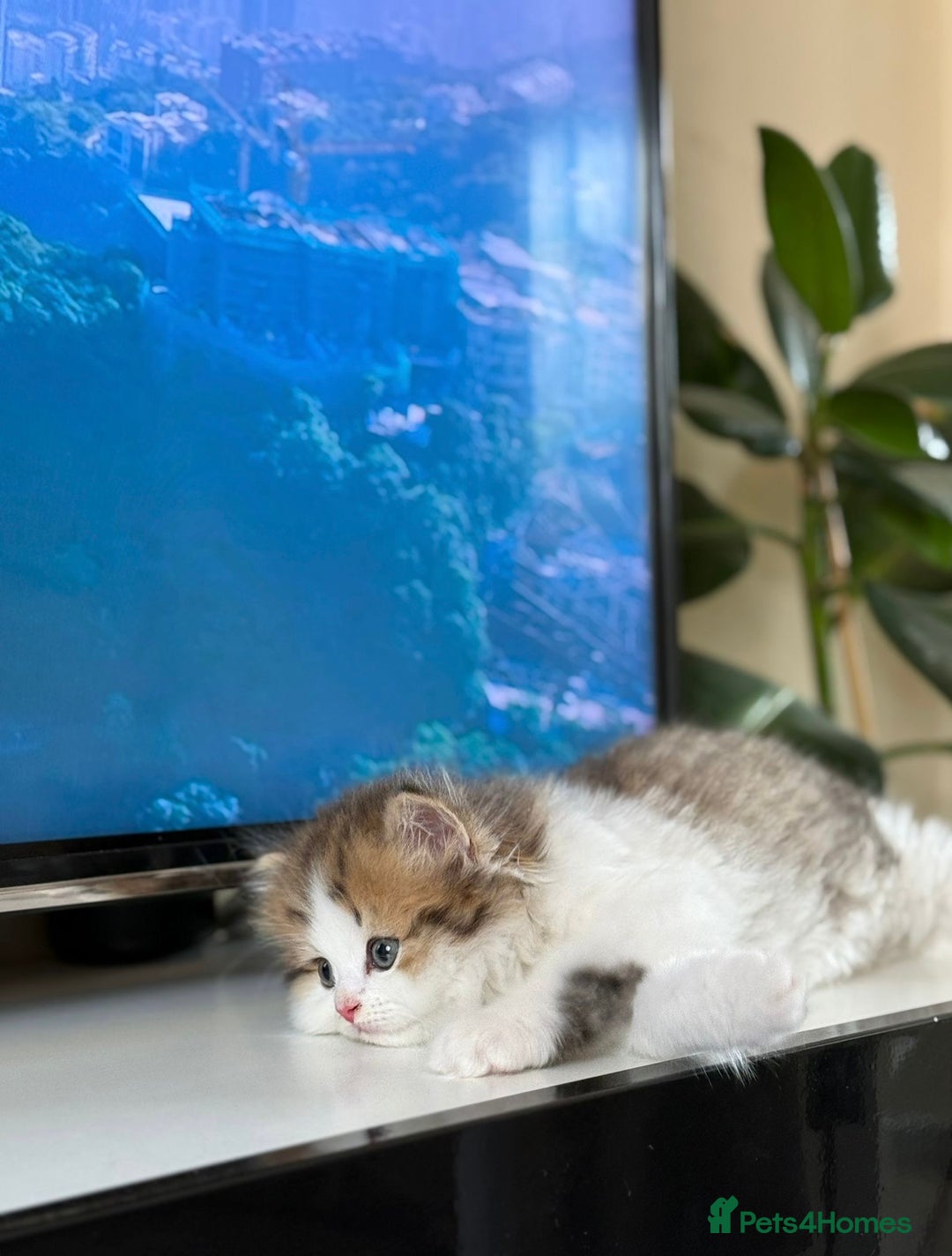 Mixed Breed cats for sale: Beautiful mixed breed kittens  - Image 3