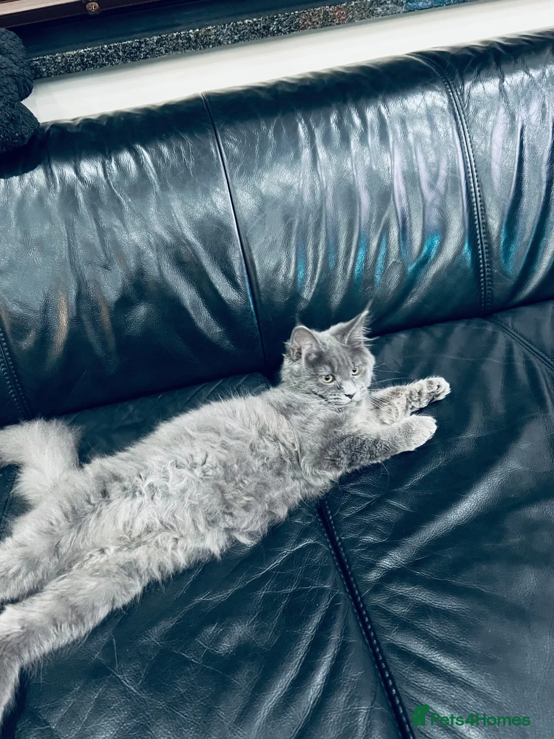 Maine Coon cats for sale: Blue Maine Coon  Kitten Girl from XXL Parents  - Advert 11