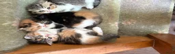 Exotic cats for sale: Stunning Tortie - Advert 4