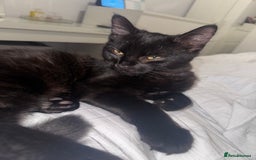 Domestic Shorthair cats for sale: FREE - 2 sweet cats to be rehomed  - Image 14