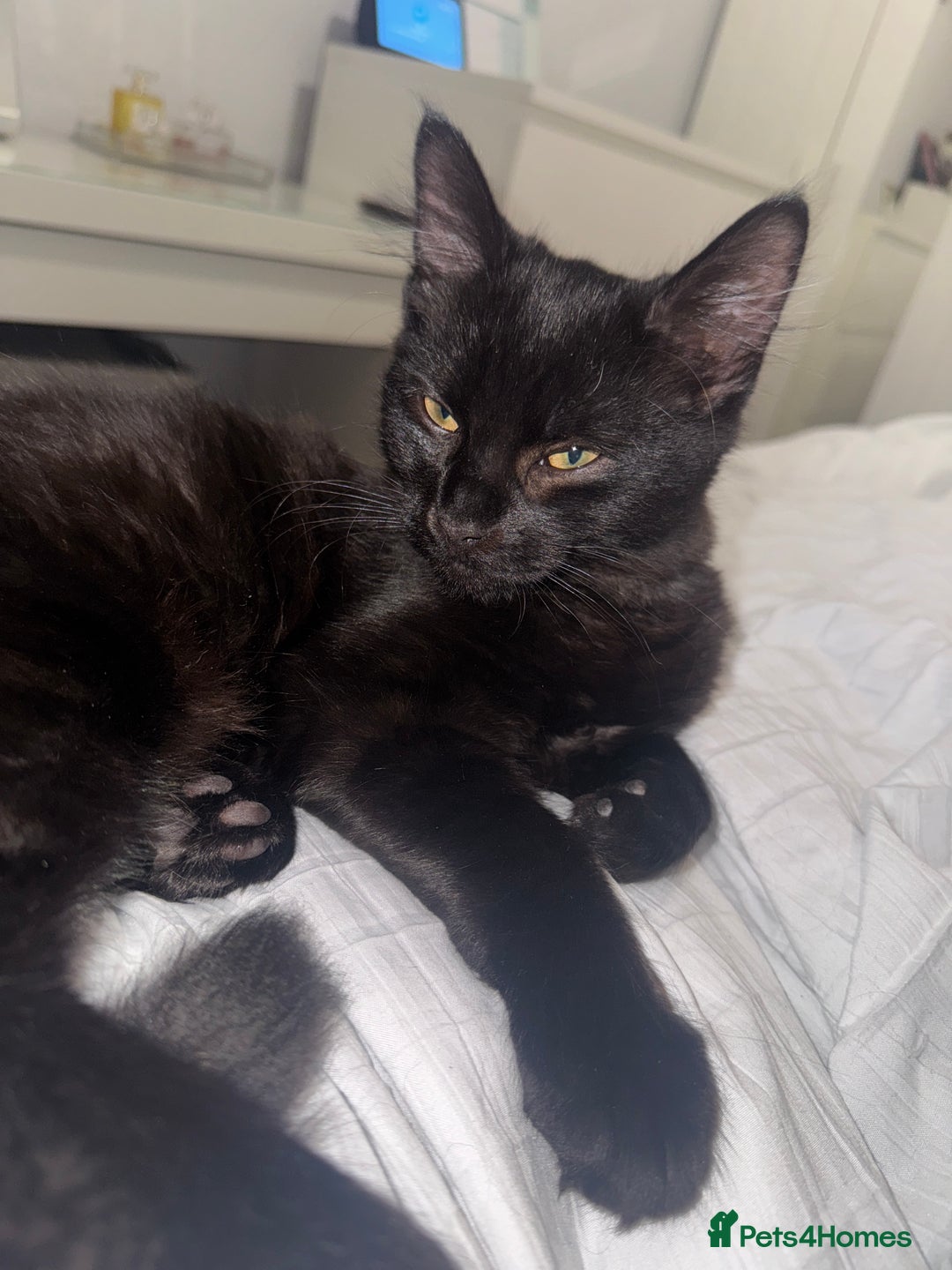 Domestic Shorthair cats for sale: FREE - 2 sweet cats to be rehomed  - Image 14
