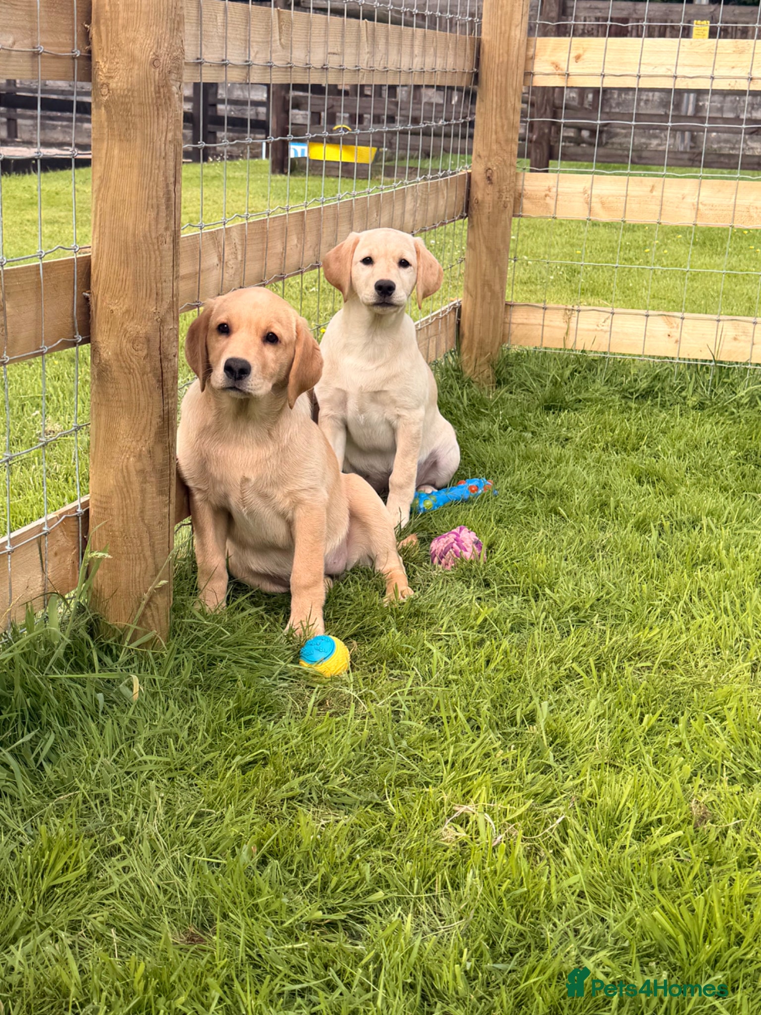 Labrador Retriever dogs 8 wonderful Labrador puppies  - Advert 1