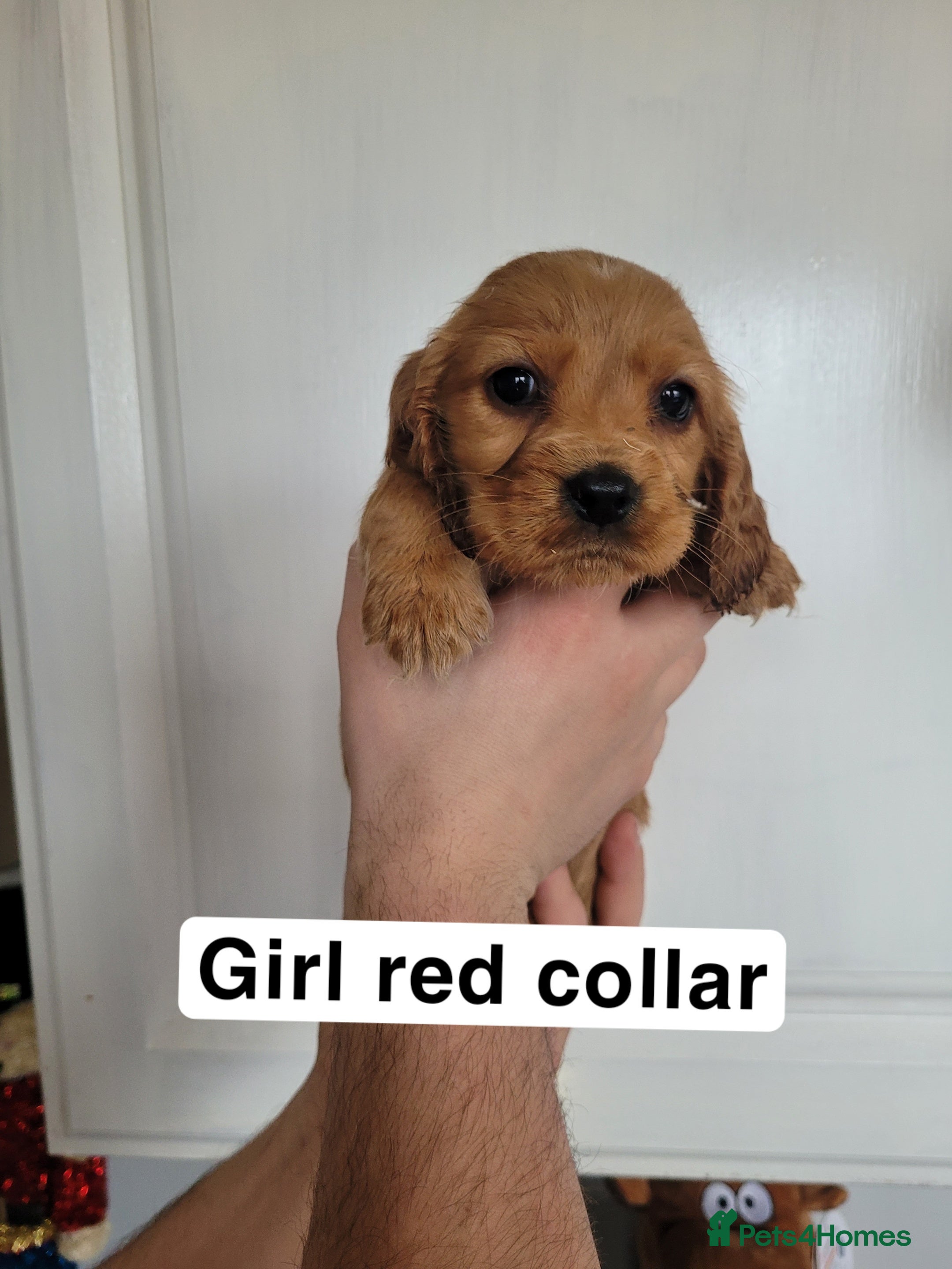 Cocker Spaniel dogs Showtype cocker spaniels  - Advert 1