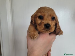 Cocker Spaniel dogs Showtype cocker spaniels - Advert 4
