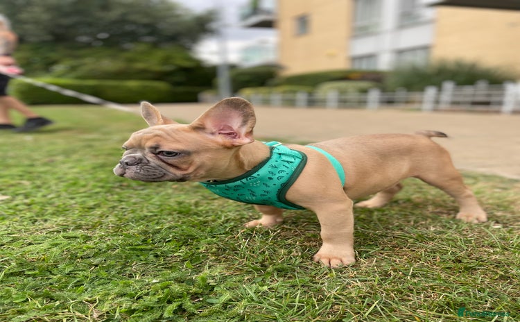 French Bulldog dogs - Advert 16