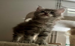 Maine Coon cats for sale: Pedigree Mainecoon females - Image 3