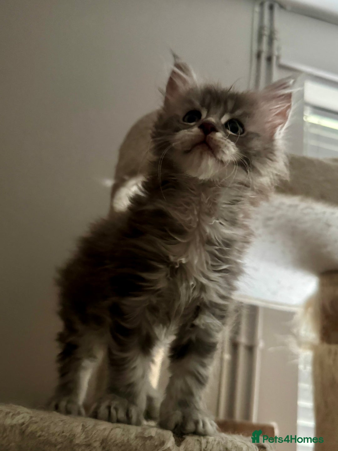 Maine Coon cats for sale: Pedigree Mainecoon females - Image 3