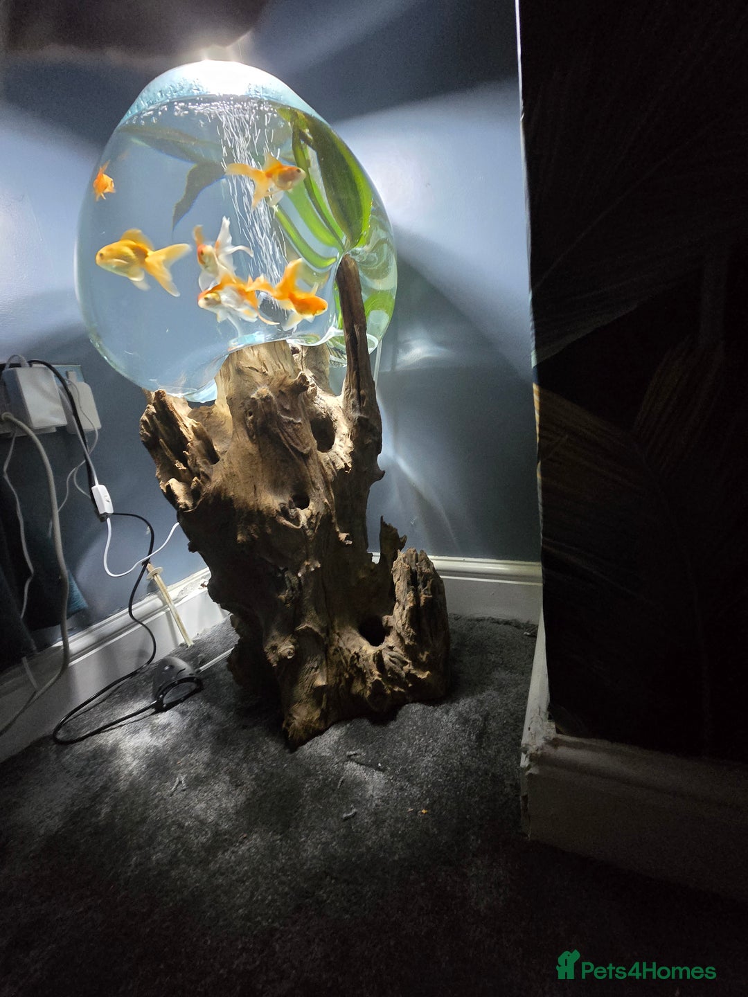 Fancy Goldfish fish for sale: Unique fish tank with stand - Advert 5