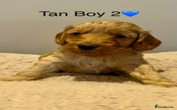 Cockapoo dogs for sale: 🐾STUNNING COCKAPOO PUPPIES🐾DNA TESTED PARENTS🧬 - Image 19