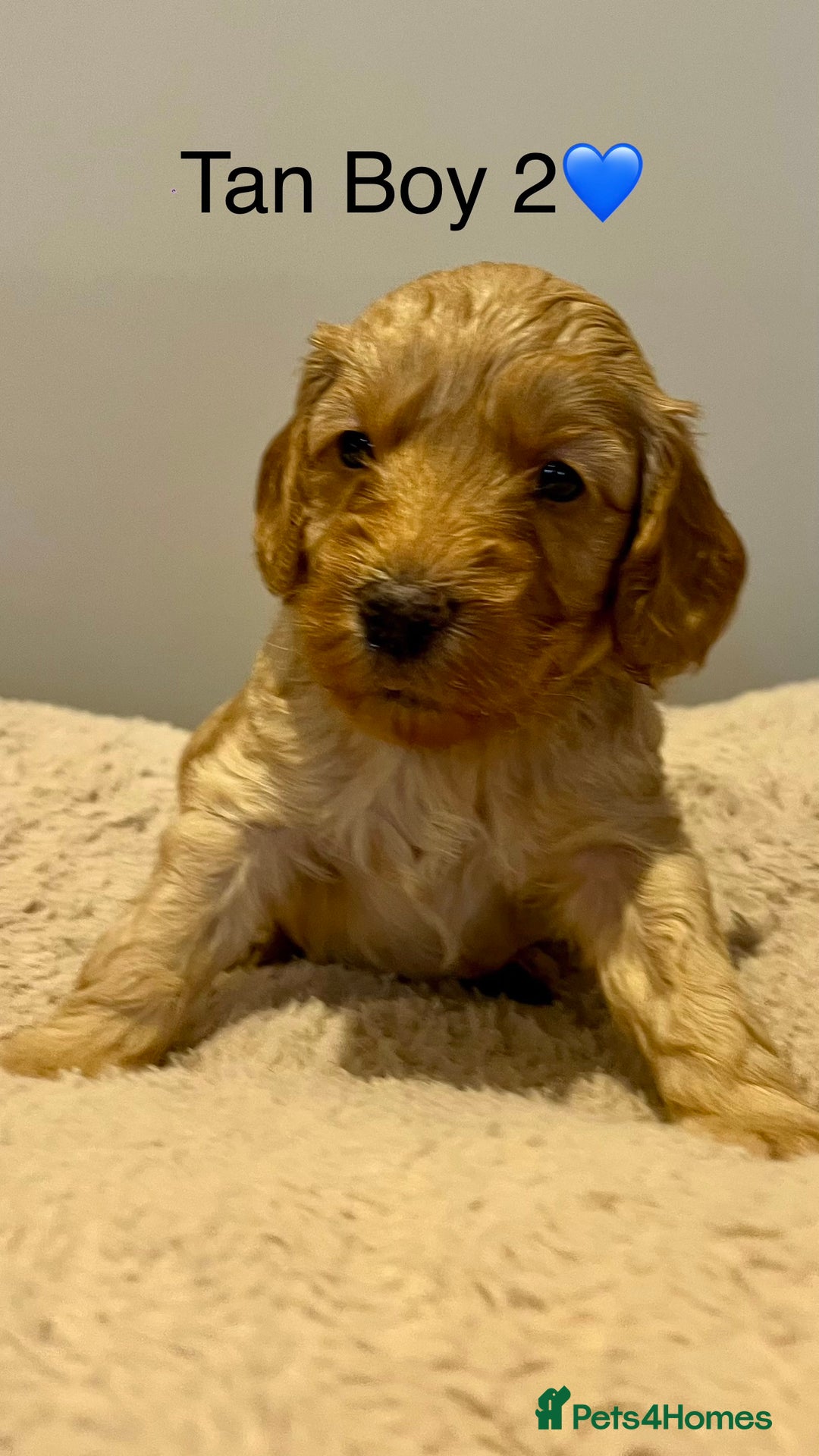 Cockapoo dogs for sale: 🐾STUNNING COCKAPOO PUPPIES🐾DNA TESTED PARENTS🧬 - Image 19