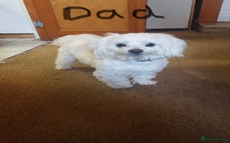 Maltese dogs for sale: Maltese puppies - Image 36