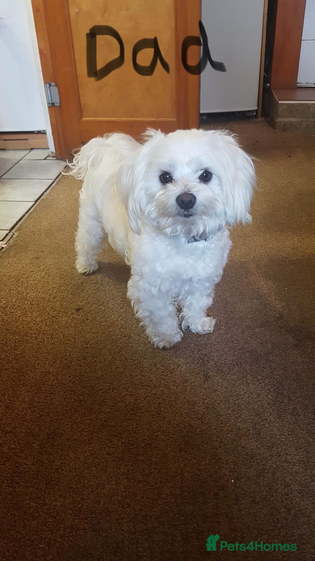 Maltese dogs for sale: Maltese puppies - Image 36