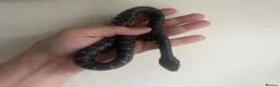 Snake reptiles for sale: CB2025 Giant Madagascan Hognose in Canterbury - Advert 5