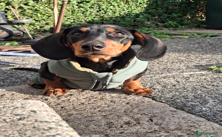 Miniature Dachshund dogs - Advert 16
