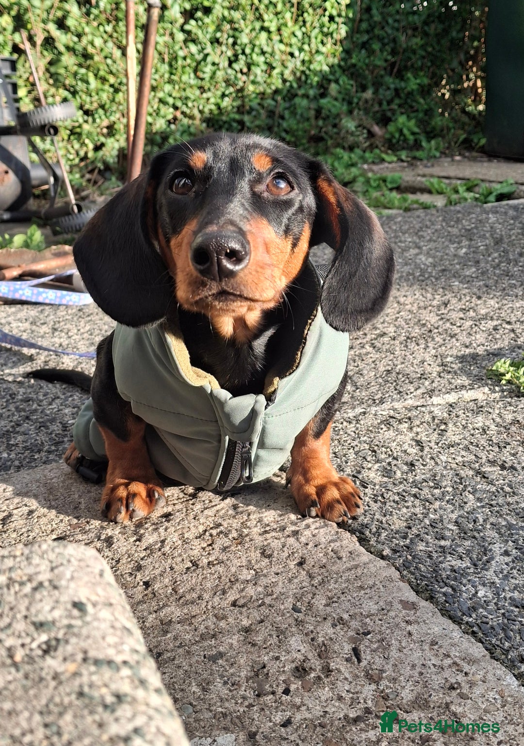 Miniature Dachshund dogs for sale: Beautiful girl dachshund - Image 3