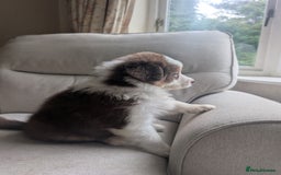 Australian Shepherd dogs for sale: 2 Female Australian Shepherd Puppies - Image 9