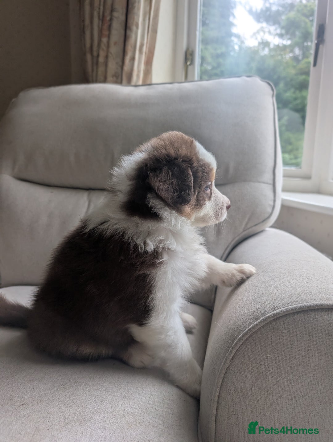 Australian Shepherd dogs for sale: 2 Female Australian Shepherd Puppies - Image 9