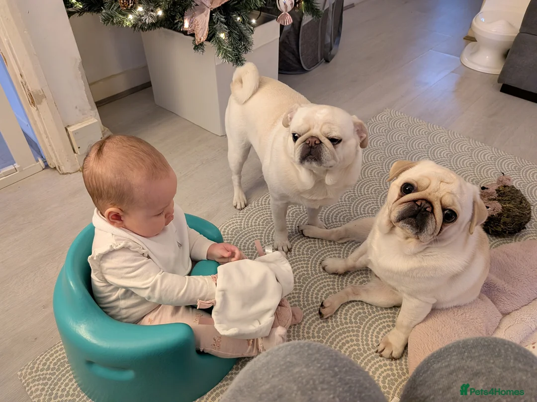 Pug dogs for sale: Pug Mother & Son: Flexible Rehoming, Family Raised - Advert 2