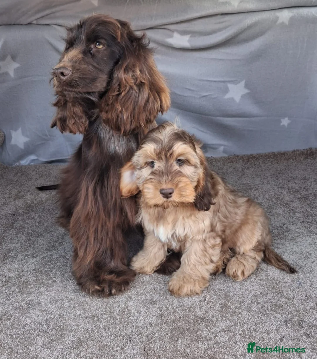 Cockapoo dogs for sale: Gorgeous cockapoo puppies, health tested parents. - Advert 2