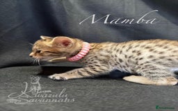Savannah cats for sale: Exceptional Quality Tica Registr. Savannah Kittens - Image 21