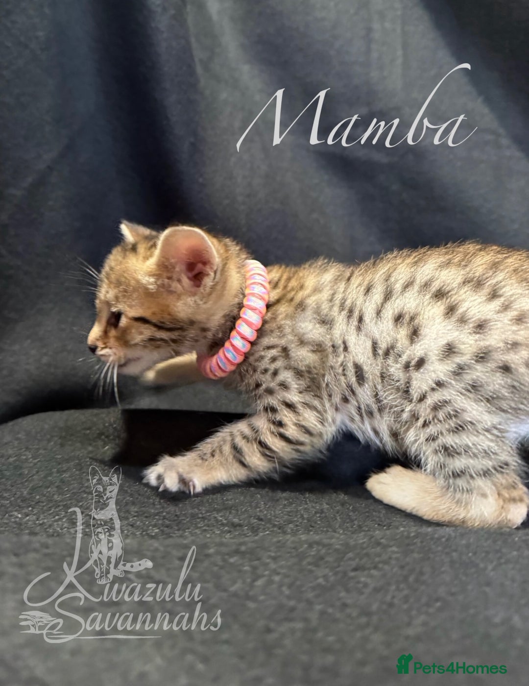 Savannah cats for sale: Exceptional Quality Tica Registr. Savannah Kittens - Image 21