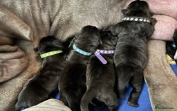 Neapolitan Mastiff dogs for sale: Neapolitan mastiff puppies due 27th September - Image 30