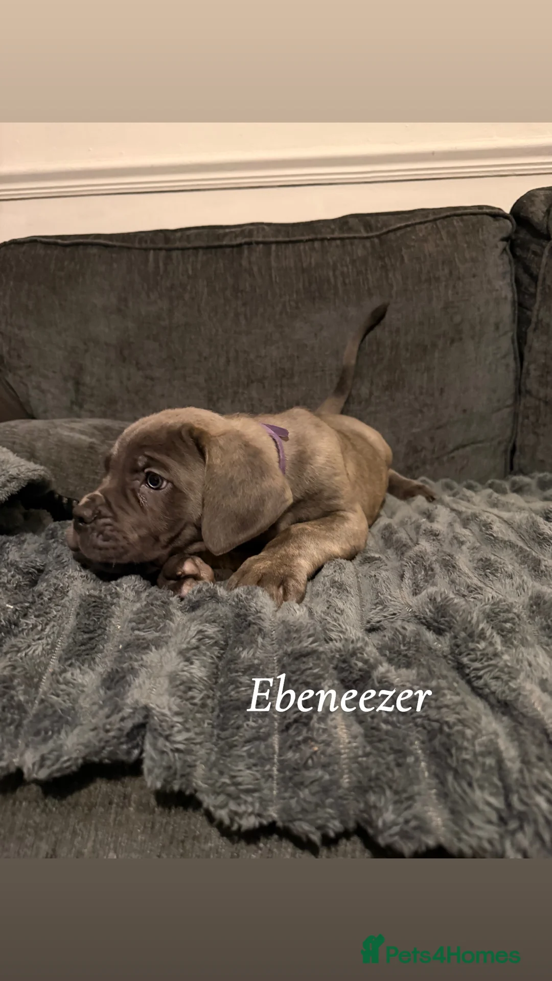 Cane Corso dogs for sale: Blue/lilac cane corsos  - Advert 10