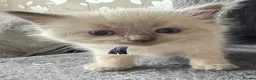 Ragdoll cats for sale: ❤️ Exceptional Lilac & Seal Point Ragdoll Kittens - Advert 6