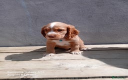 Cocker Spaniel dogs for sale: (Reduced) Last male Cocker spaniel available - Image 4