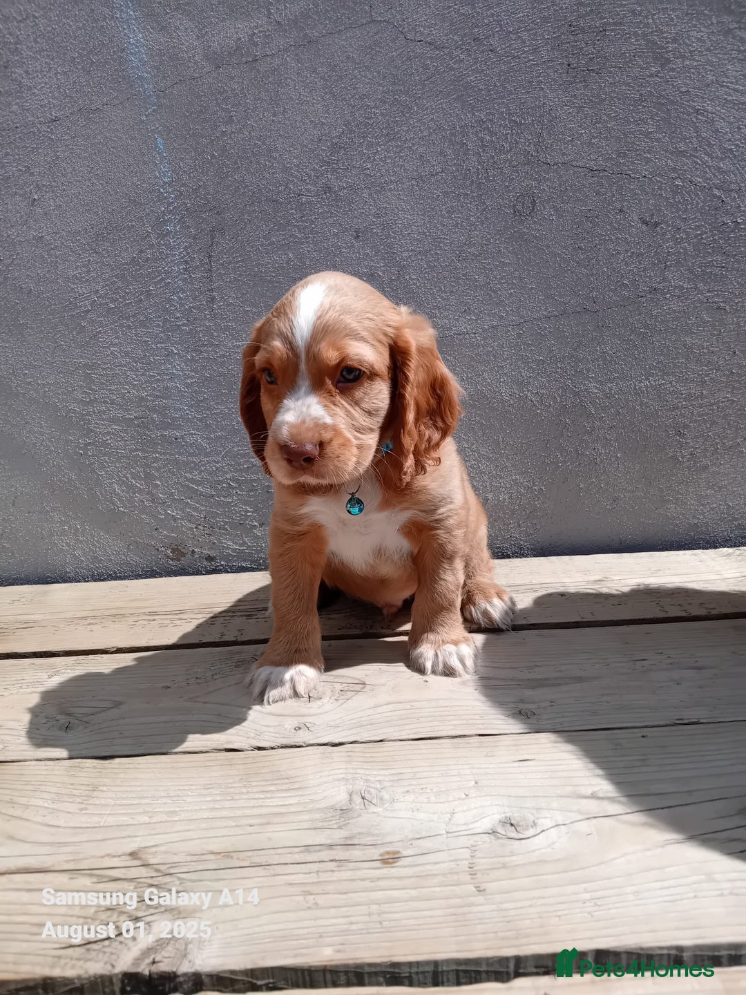 Cocker Spaniel dogs for sale: (Reduced) Last male Cocker spaniel available - Image 4