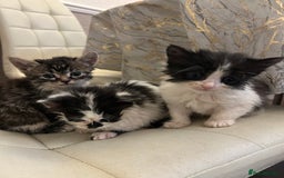 Mixed Breed cats for sale: Kittens available  - Image 2