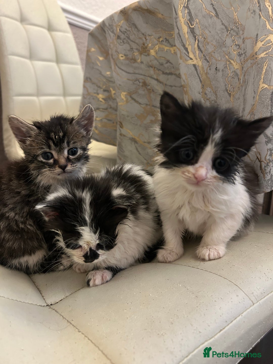 Mixed Breed cats for sale: Kittens available  - Image 2