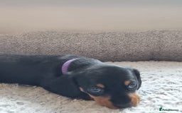 Miniature Dachshund dogs for sale: Minature dashshunds 2 boys 2 girls left - Image 19