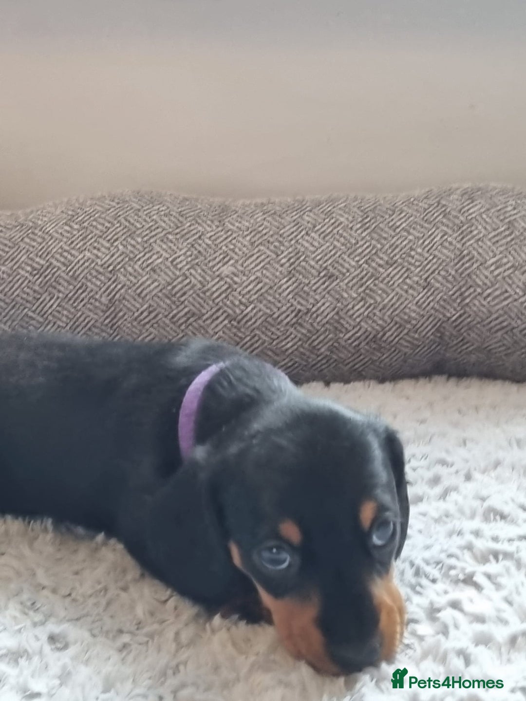Miniature Dachshund dogs for sale: Minature dashshunds 2 boys 2 girls left - Image 19