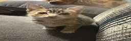 Mixed Breed cats for sale: Two gorgeous kittens needing a loving home  - Advert 4