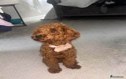Toy Poodle dogs for sale: Red Apricot Toy Poodle  - Image 7