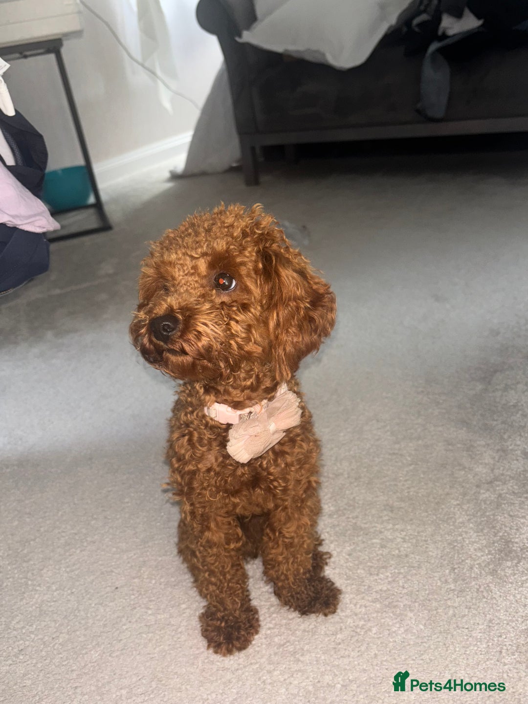 Toy Poodle dogs for sale: Red Apricot Toy Poodle  - Image 7