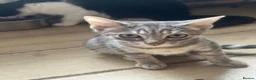 Mixed Breed cats for sale: Silver tabby (shy little girl) in Ashton-under-Lyne - Advert 2