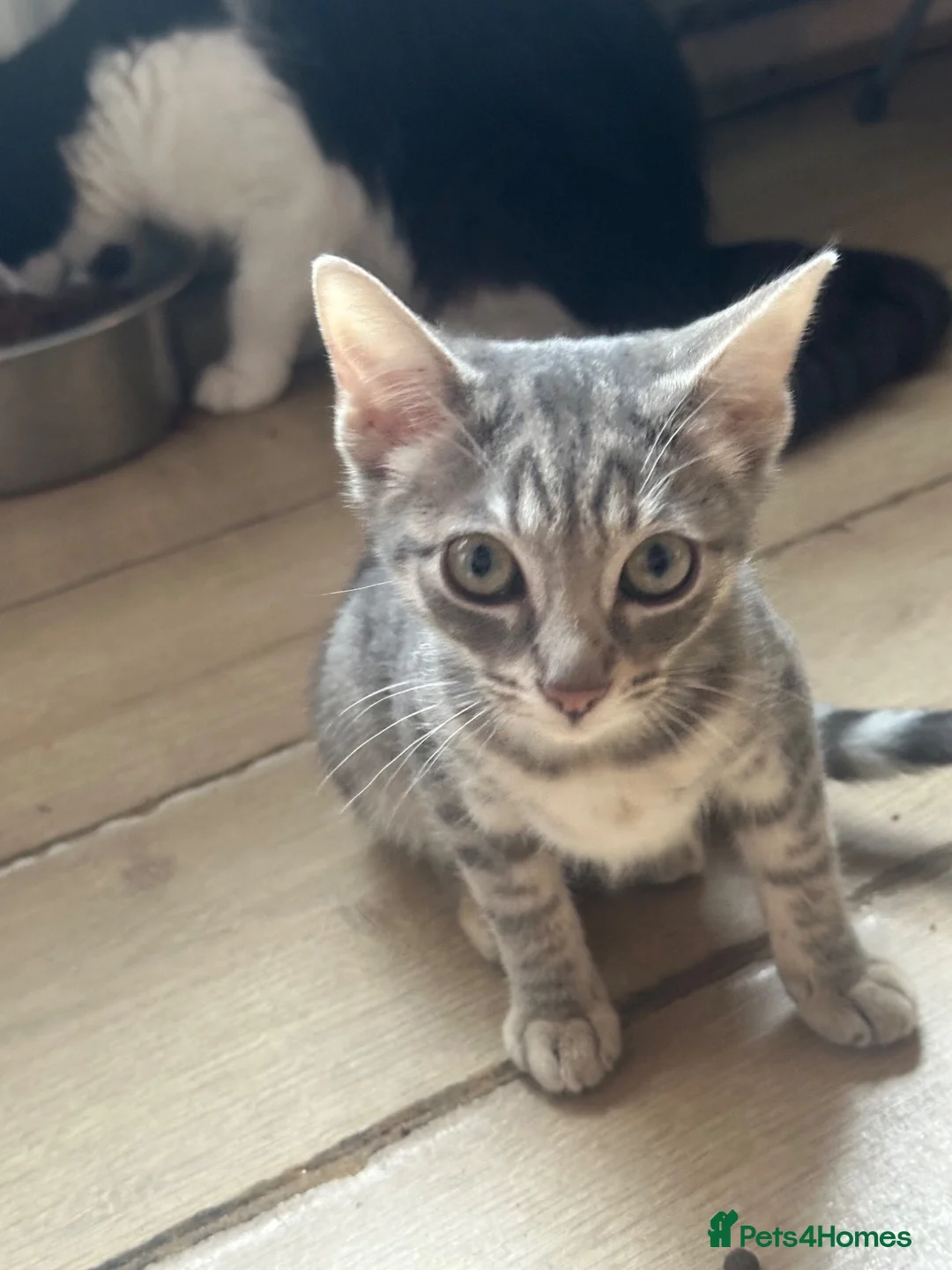 Mixed Breed cats for sale: Silver tabby (shy little girl) in Ashton-under-Lyne - Advert 2