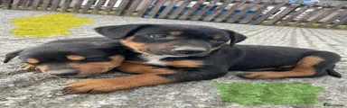 Huntaway Puppy 7