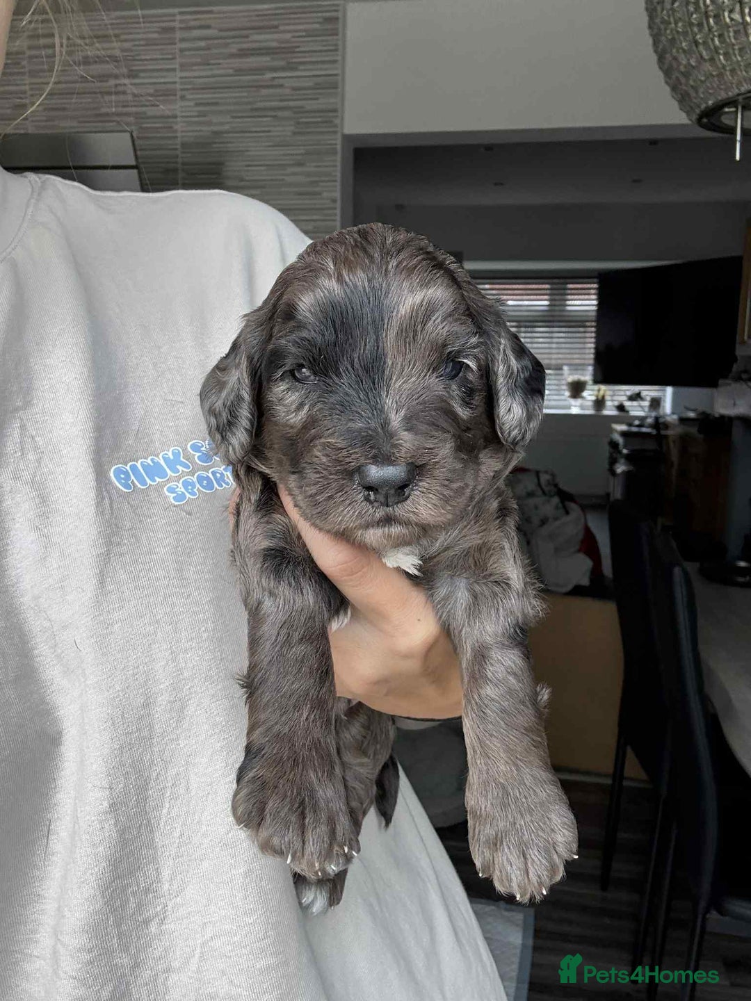 Cockapoo dogs for sale: Merle cockapoo  - Image 7