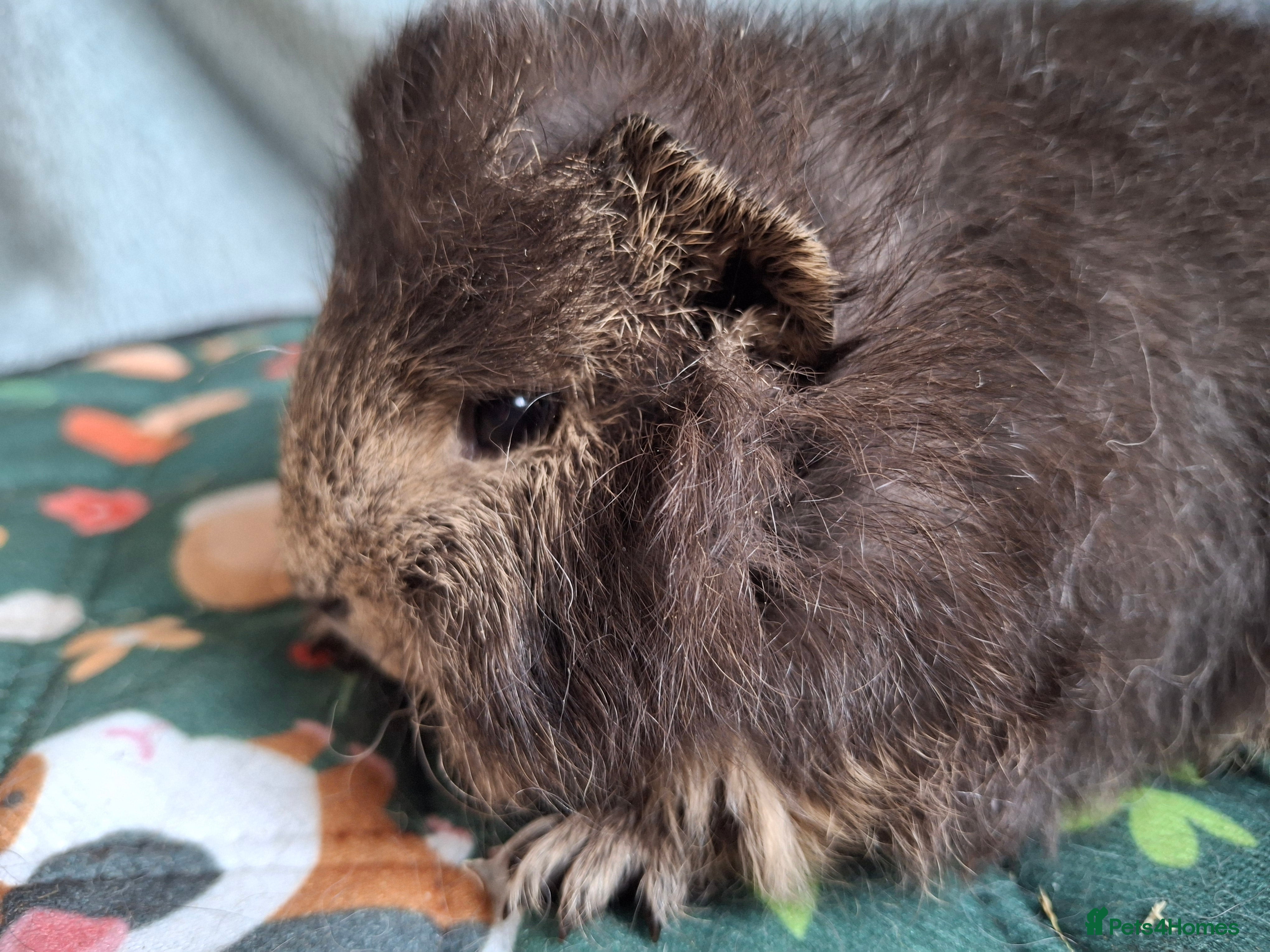 Guinea Pig rodents Beautiful Swiss Boars Baby /Young Adult  - Advert 1