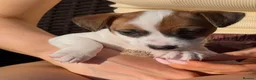 Jack Russell dogs for sale: Adorable puppy  - Advert 3
