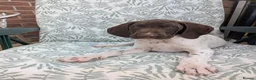 German Shorthaired Pointer dogs for sale: Beautiful German short haired pointer puppy's  - Advert 3