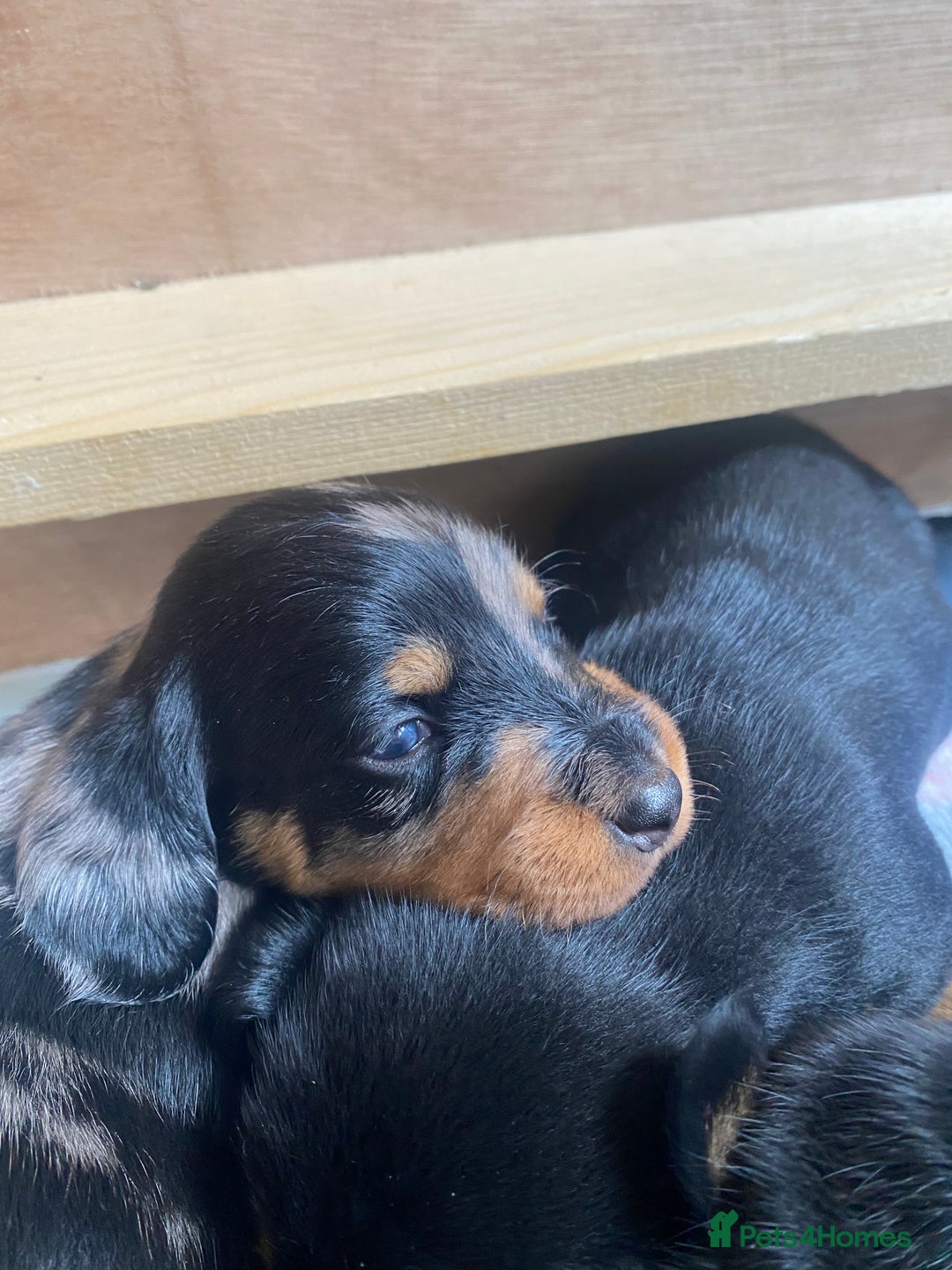 Dachshund dogs for sale: Standard dachshund's  - Image 6