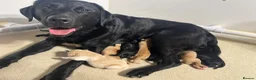 Labrador Retriever dogs for sale: Puppy Culture Raised 🐶 Health Tested - Advert 14